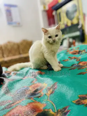 6-12 months Male Purebred Persian