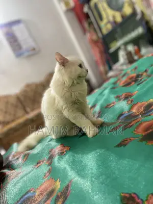 6-12 months Male Purebred Persian
