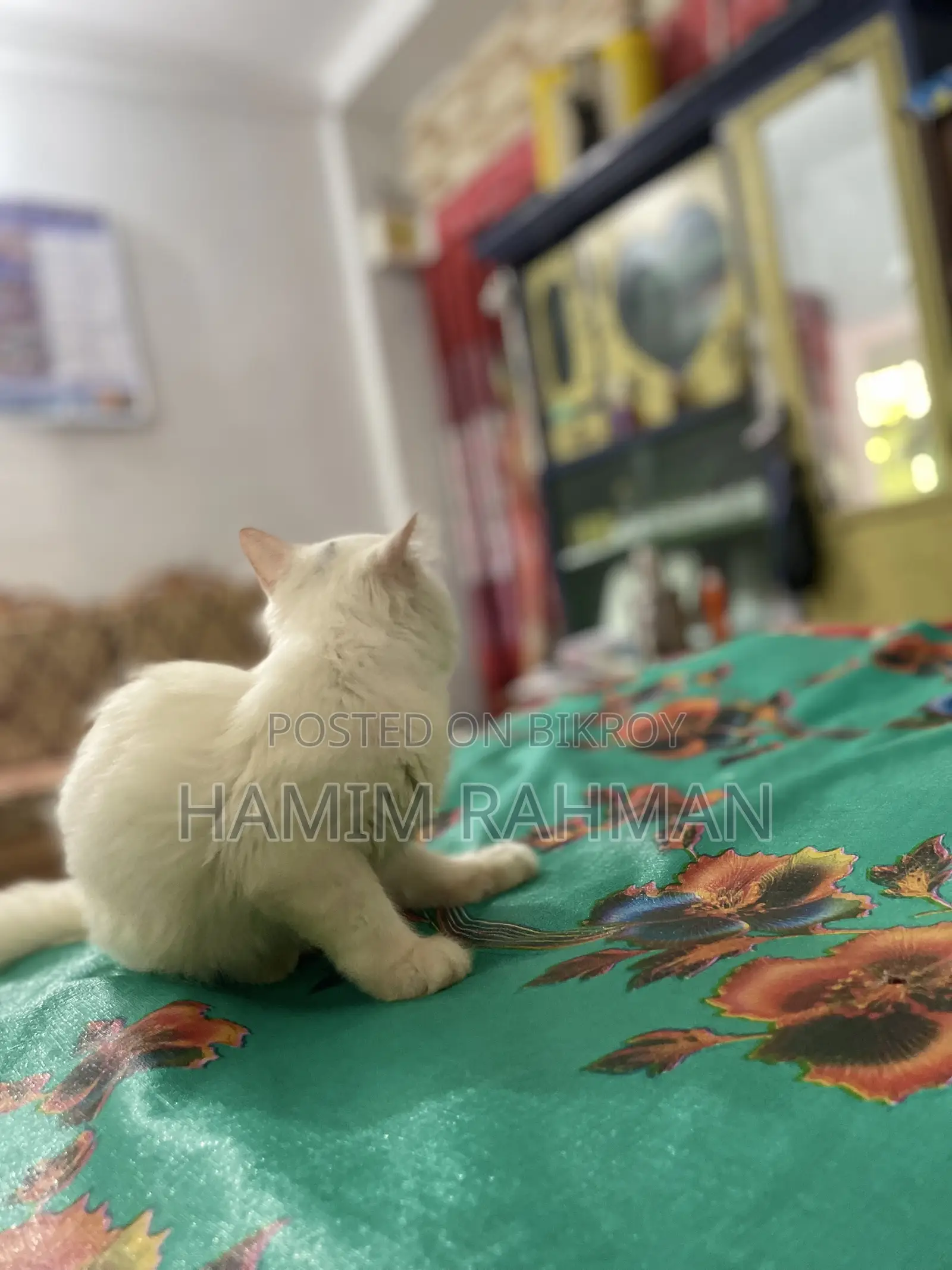 6-12 months Male Purebred Persian