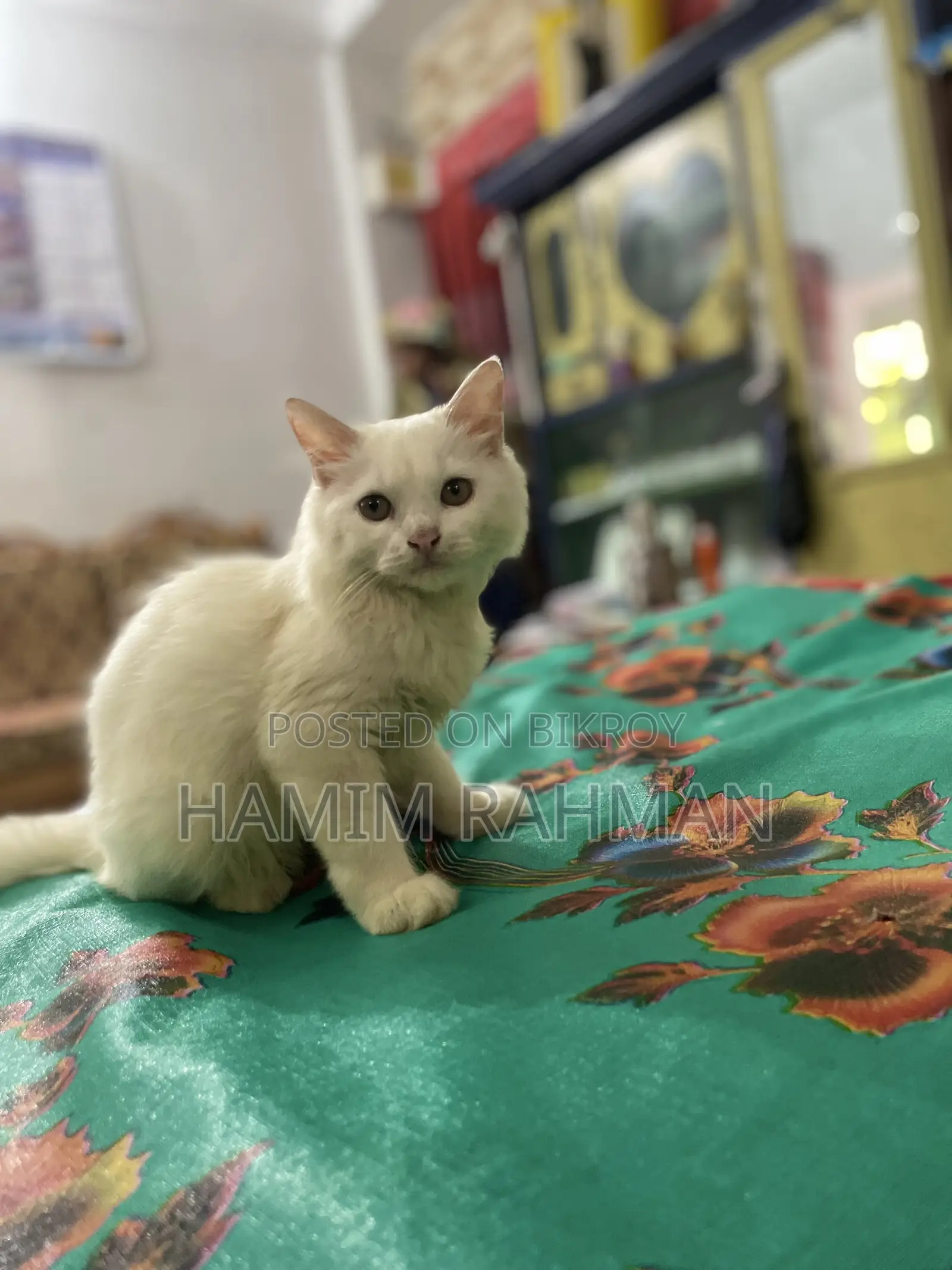 6-12 months Male Purebred Persian