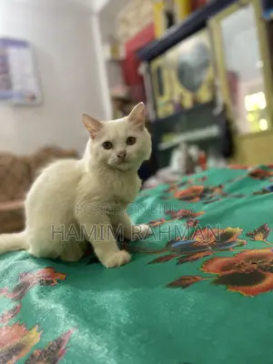 6-12 months Male Purebred Persian