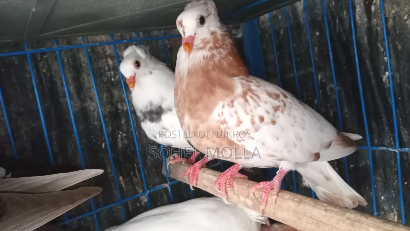 বাচ্চা কবুতর