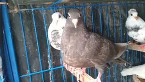 বাচ্চা কবুতর