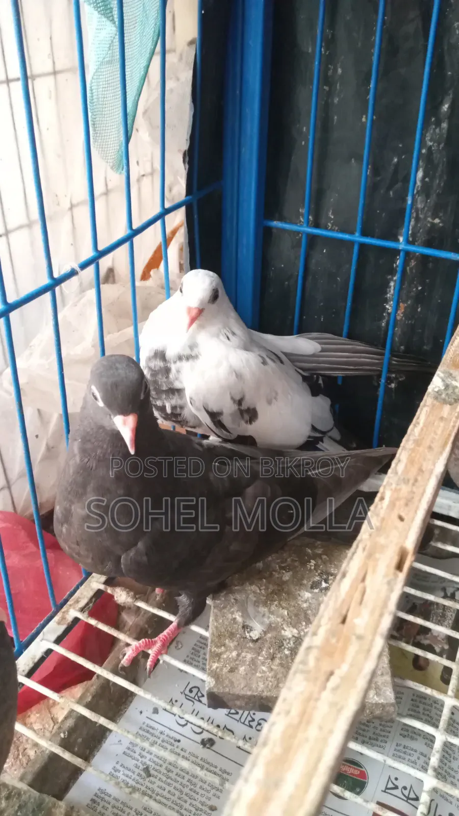 বাচ্চা কবুতর