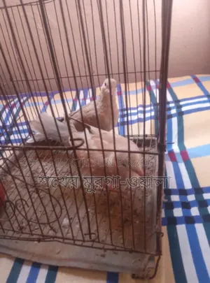 ঘুঘু ও বাজরিগার পাখি