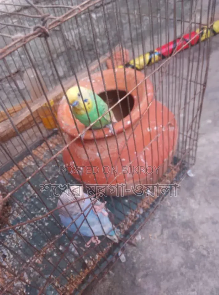 ঘুঘু ও বাজরিগার পাখি