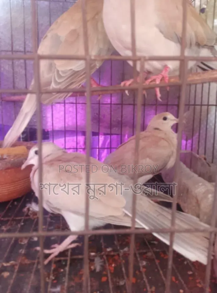 ঘুঘু ও বাজরিগার পাখি