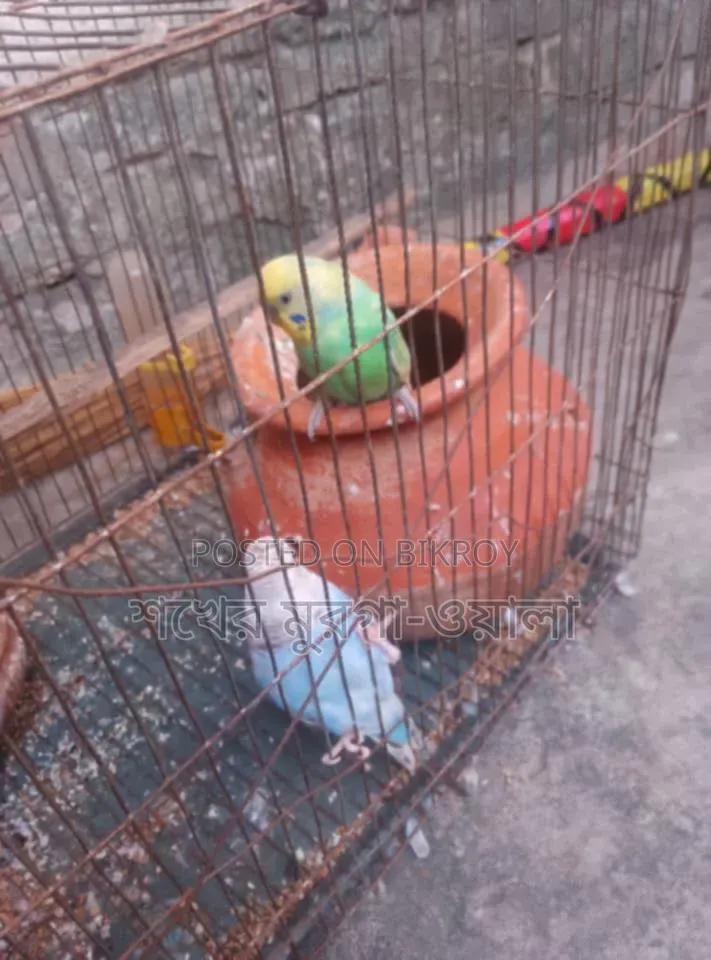 ঘুঘু ও বাজরিগার পাখি