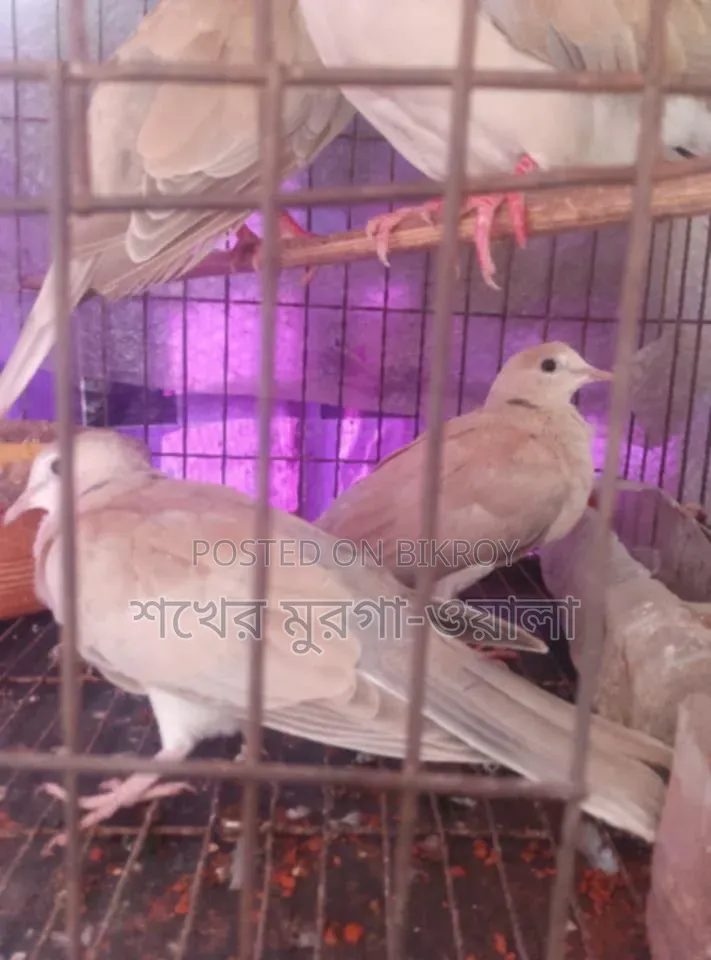 ঘুঘু ও বাজরিগার পাখি