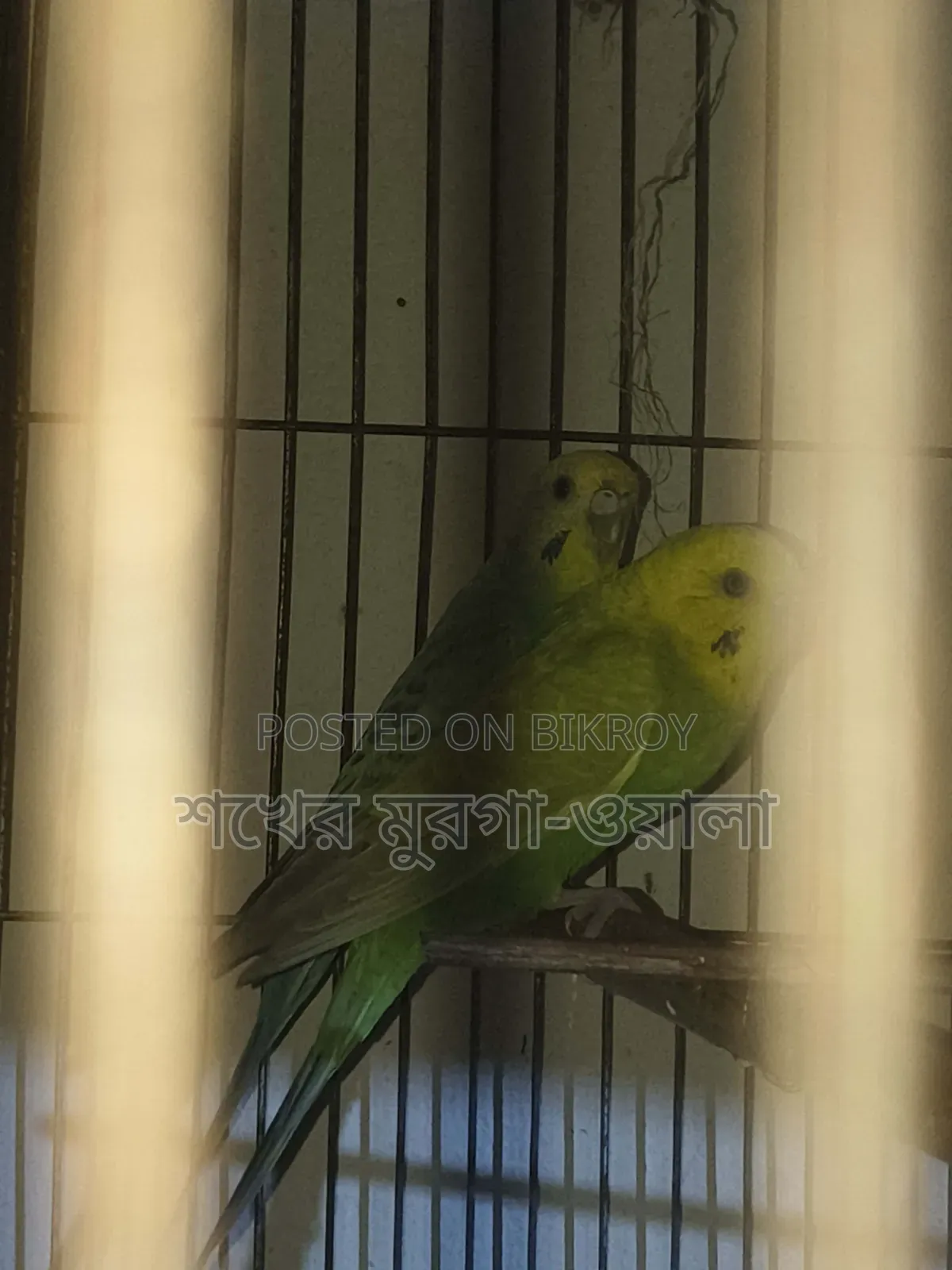 ঘুঘু ও বাজরিগার পাখি