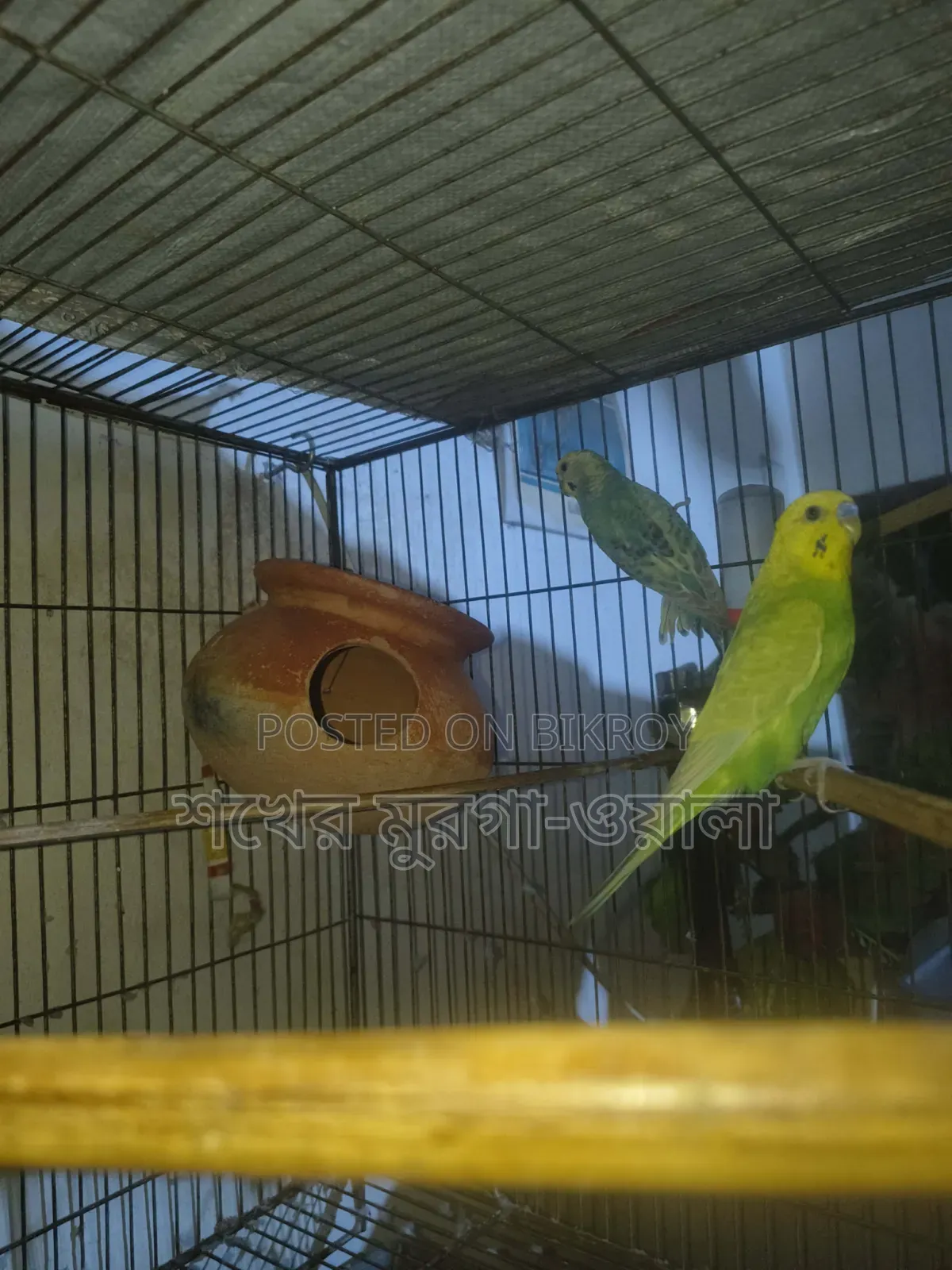ঘুঘু ও বাজরিগার পাখি