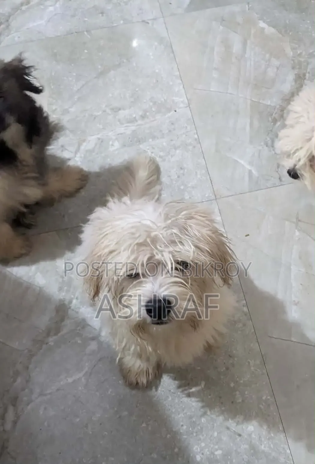 3-6 months Male Purebred Lhasa Apso