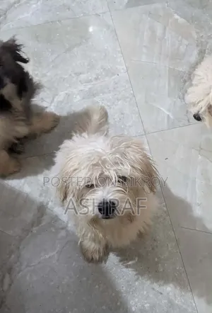 3-6 months Male Purebred Lhasa Apso