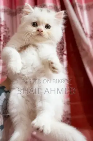 1-3 months Male Purebred Persian