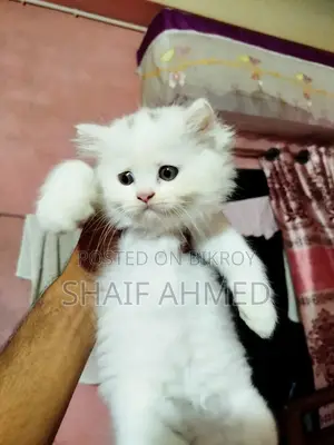 1-3 months Male Purebred Persian