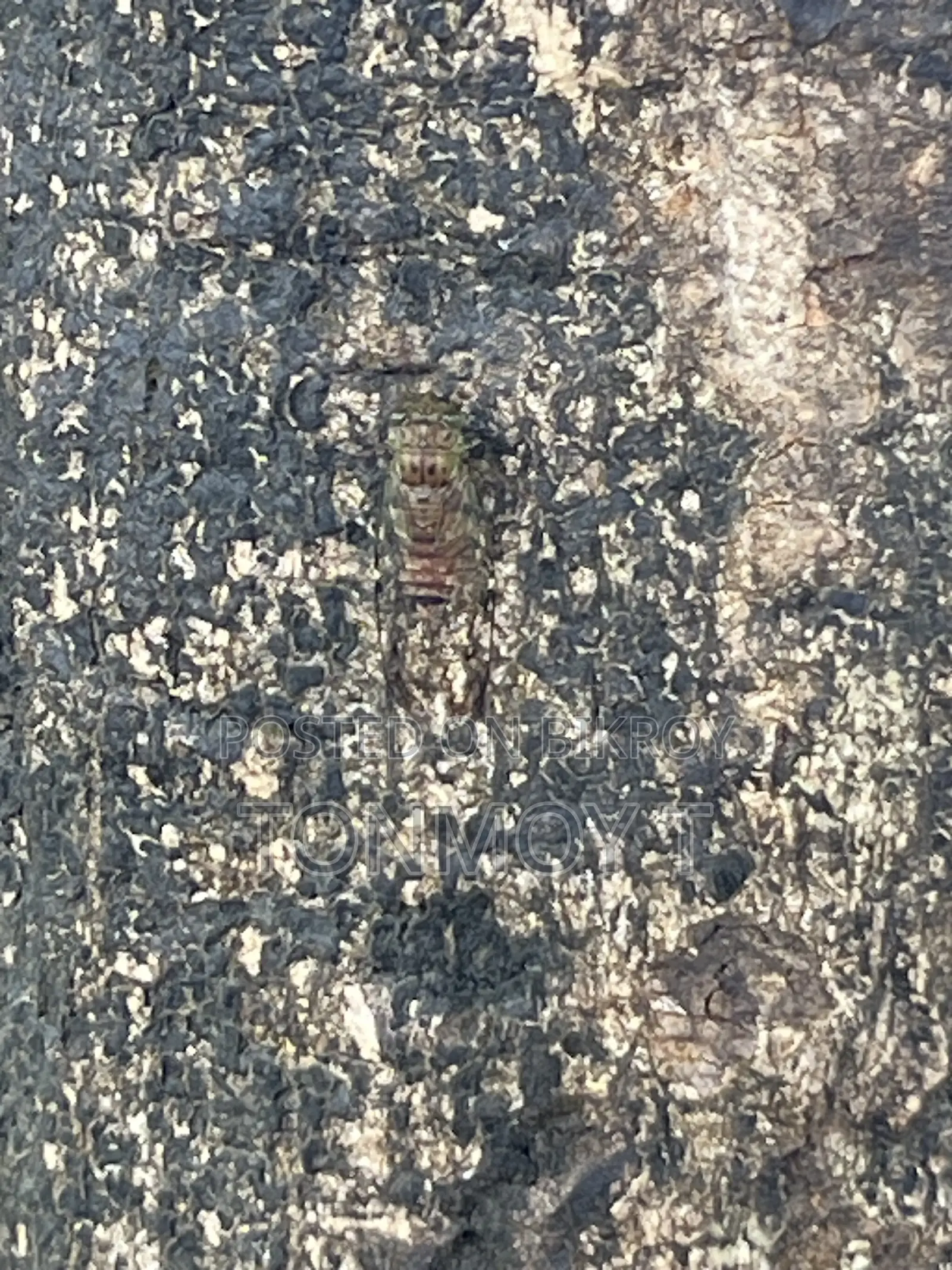 কাস্টমার সাপোর্ট (অনলাইন অর্ডার ম্যানেজমেন্ট