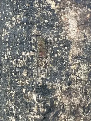 কাস্টমার সাপোর্ট (অনলাইন অর্ডার ম্যানেজমেন্ট