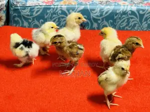 10 Ps Fancy Murgir Baccha