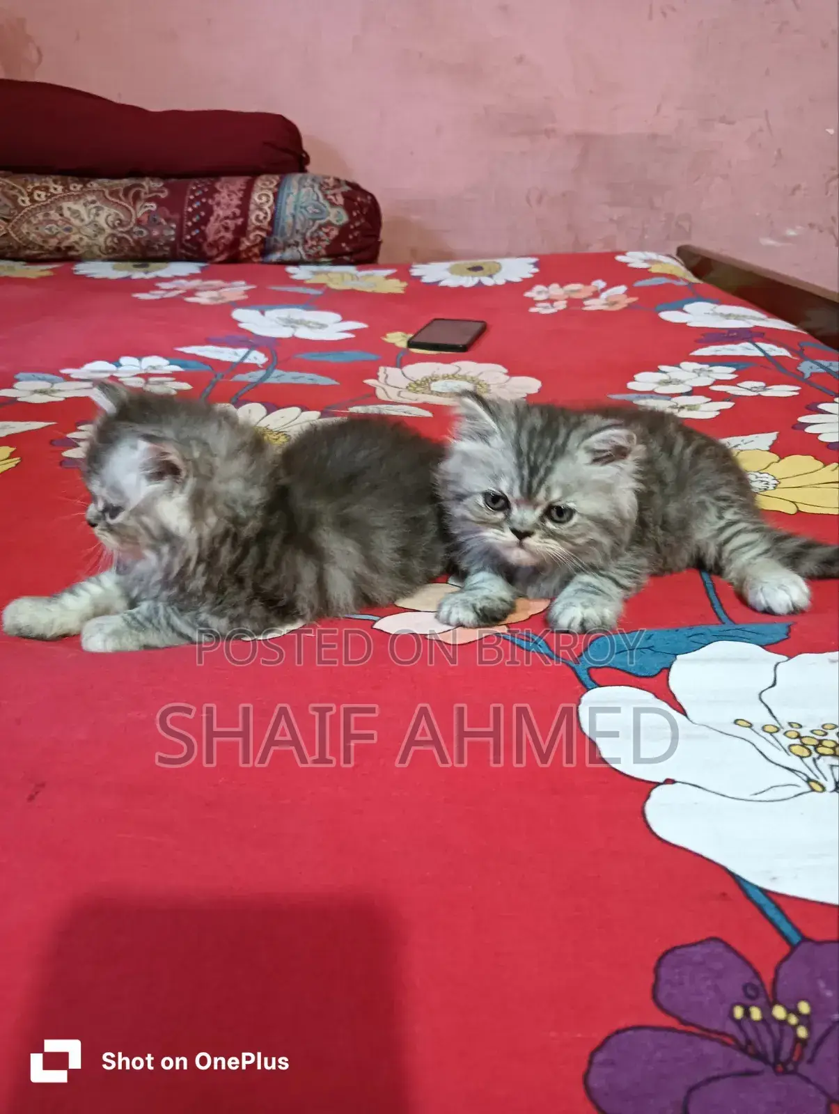 1-3 months Male Purebred Persian