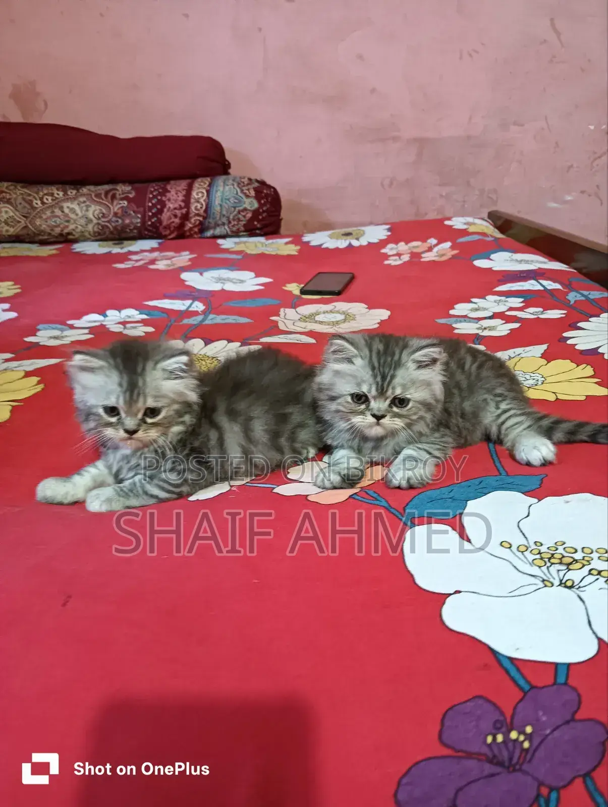 1-3 months Male Purebred Persian