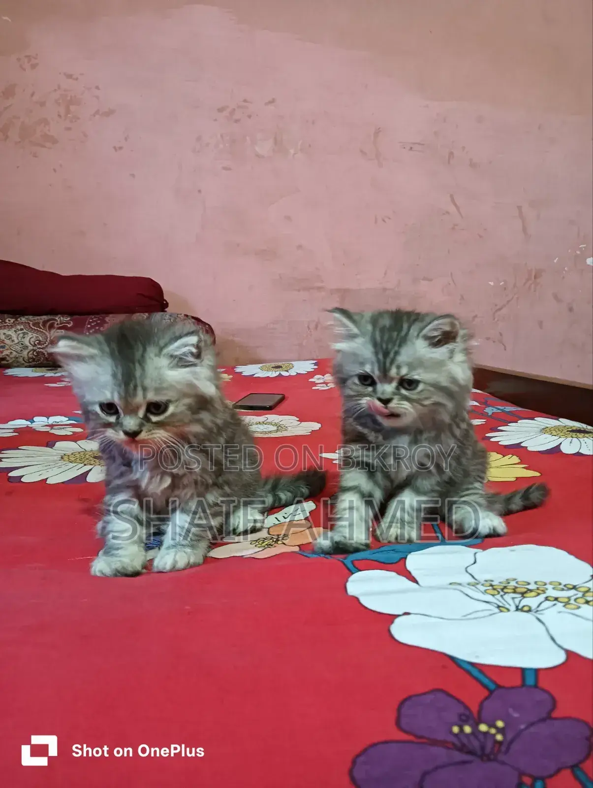 1-3 months Male Purebred Persian