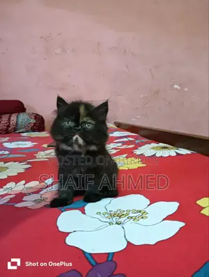 1-3 months Female Purebred Persian