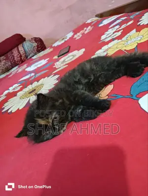 1-3 months Female Purebred Persian