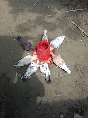 কবুতর বিক্রি করা হবে