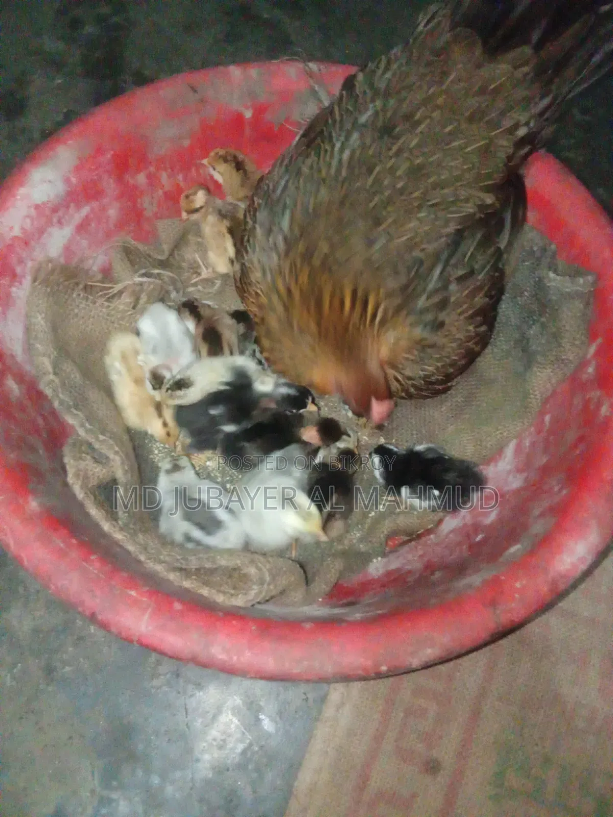 সকল প্রকার দেশি মুরগি বিক্রি করা হয়