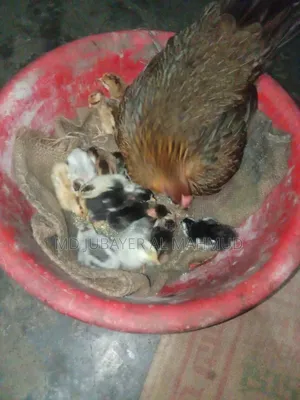 সকল প্রকার দেশি মুরগি বিক্রি করা হয়