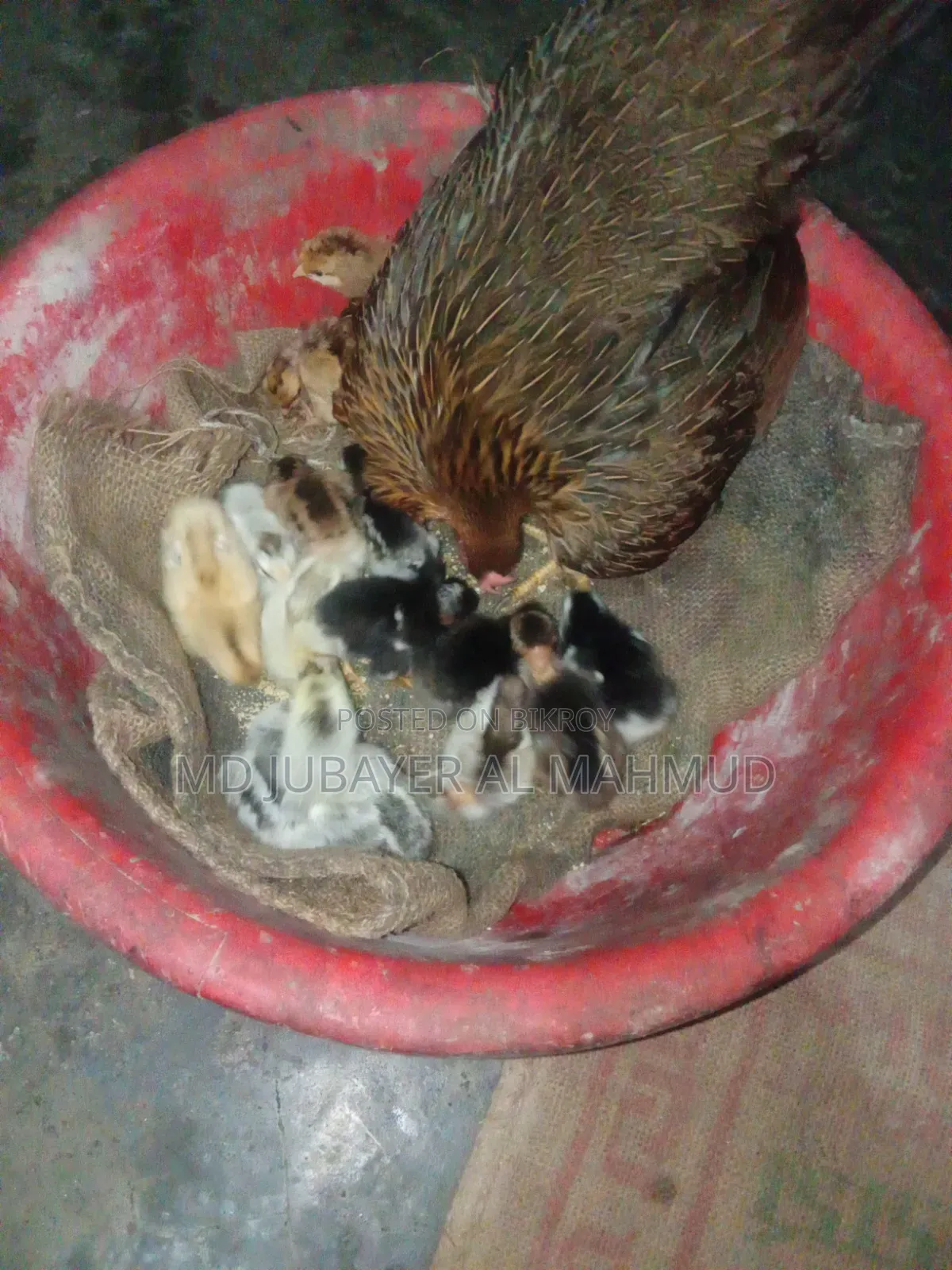 সকল প্রকার দেশি মুরগি বিক্রি করা হয়