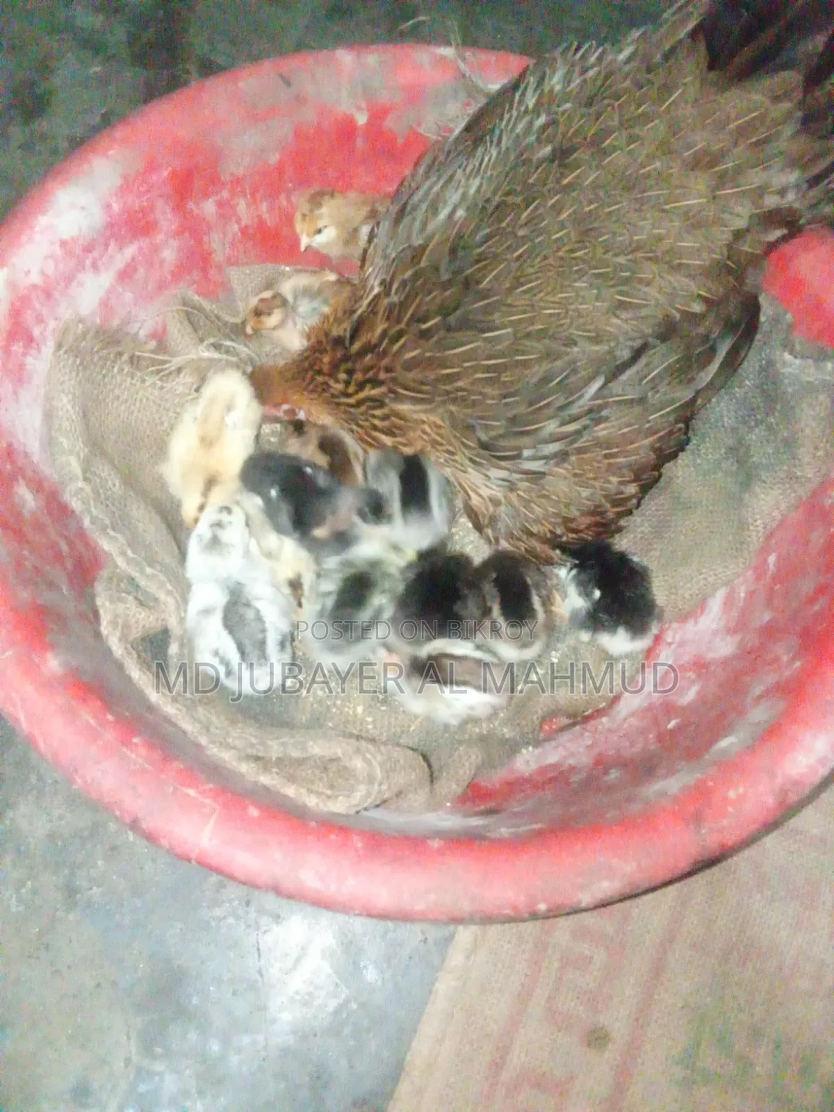 সকল প্রকার দেশি মুরগি বিক্রি করা হয়