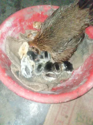 সকল প্রকার দেশি মুরগি বিক্রি করা হয়