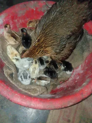 সকল প্রকার দেশি মুরগি বিক্রি করা হয়