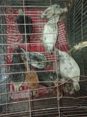 সকল প্রকার দেশি মুরগি বিক্রি করা হয়