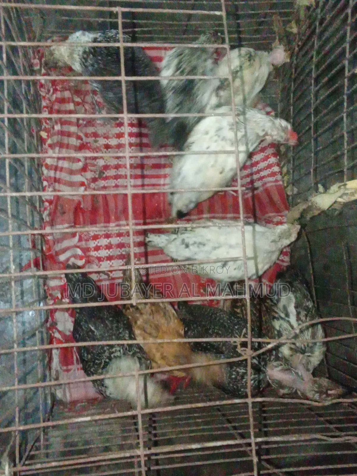সকল প্রকার দেশি মুরগি বিক্রি করা হয়