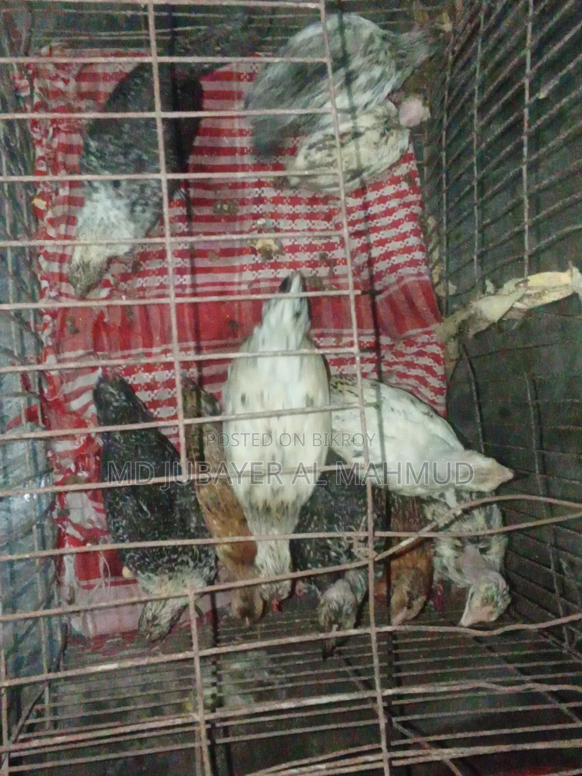 সকল প্রকার দেশি মুরগি বিক্রি করা হয়
