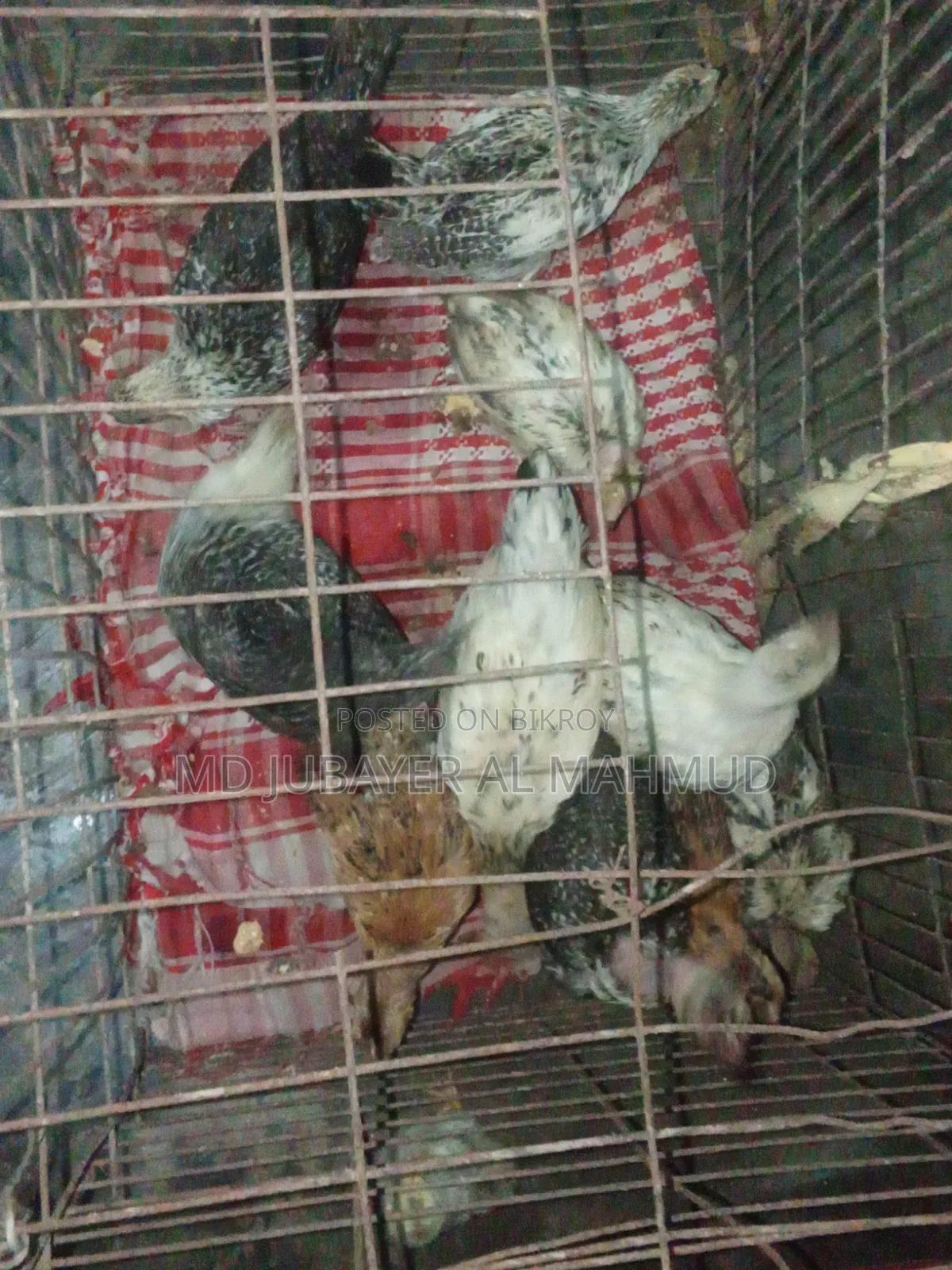 সকল প্রকার দেশি মুরগি বিক্রি করা হয়