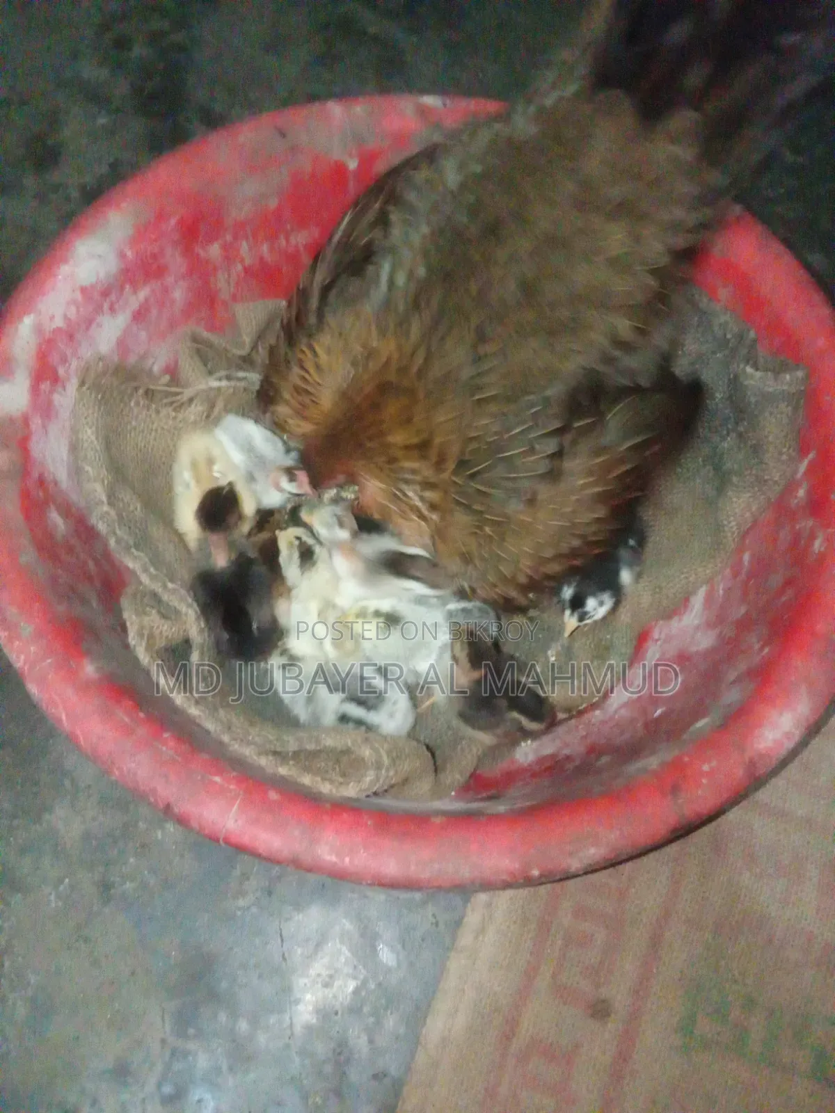 সকল প্রকার দেশি মুরগি বিক্রি করা হয়