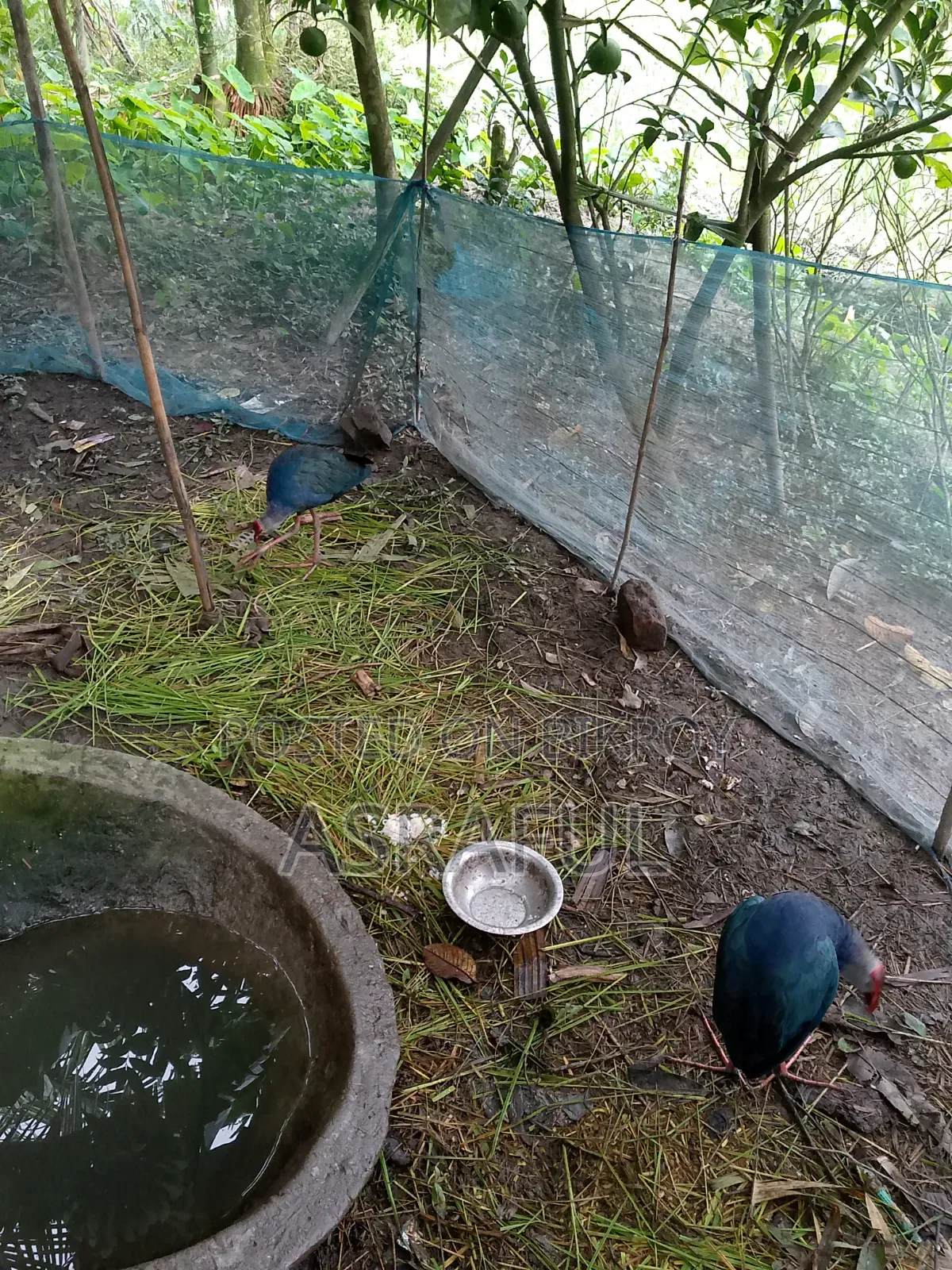 পাখি গুলো বিক্রি করা হবে