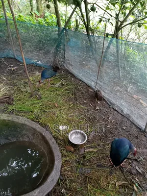 পাখি গুলো বিক্রি করা হবে