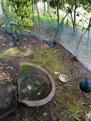 পাখি গুলো বিক্রি করা হবে