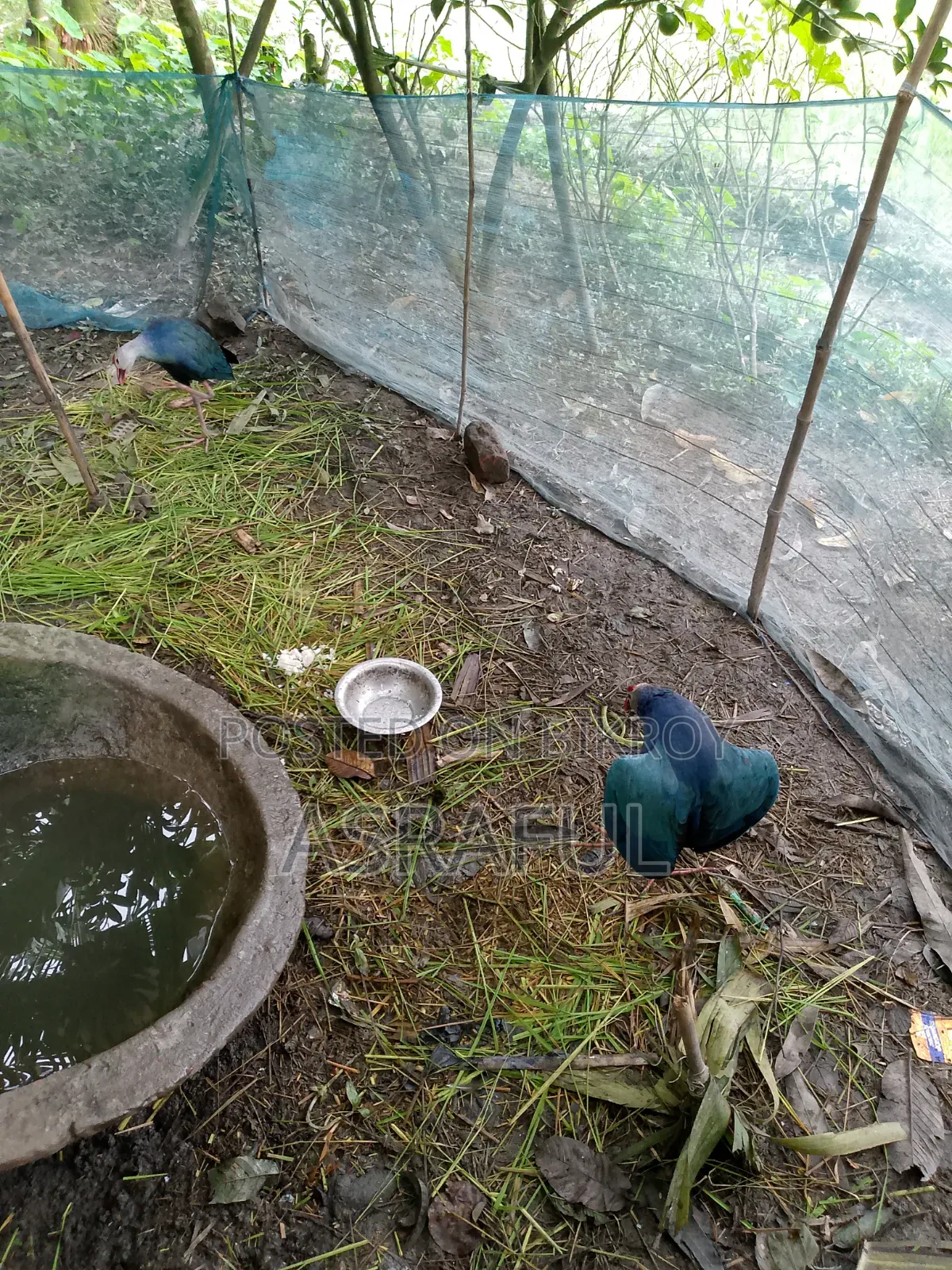 পাখি গুলো বিক্রি করা হবে