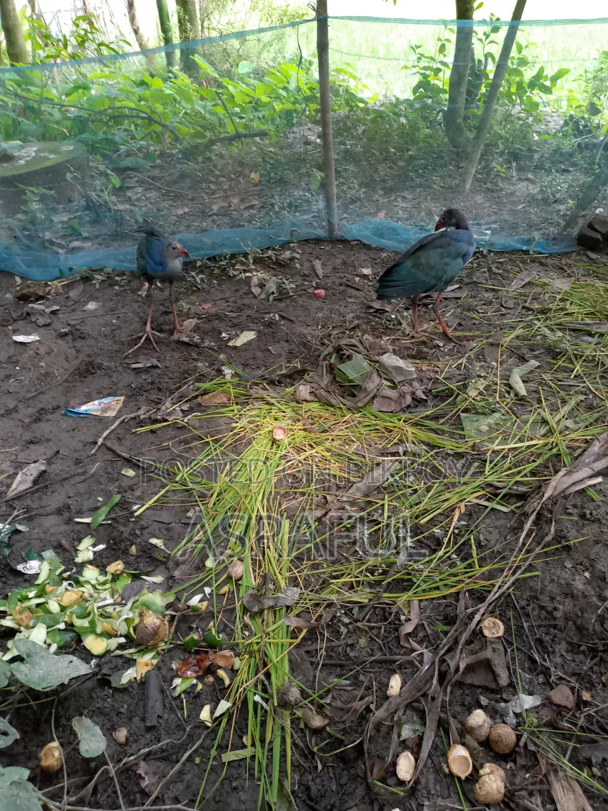 পাখি গুলো বিক্রি করা হবে