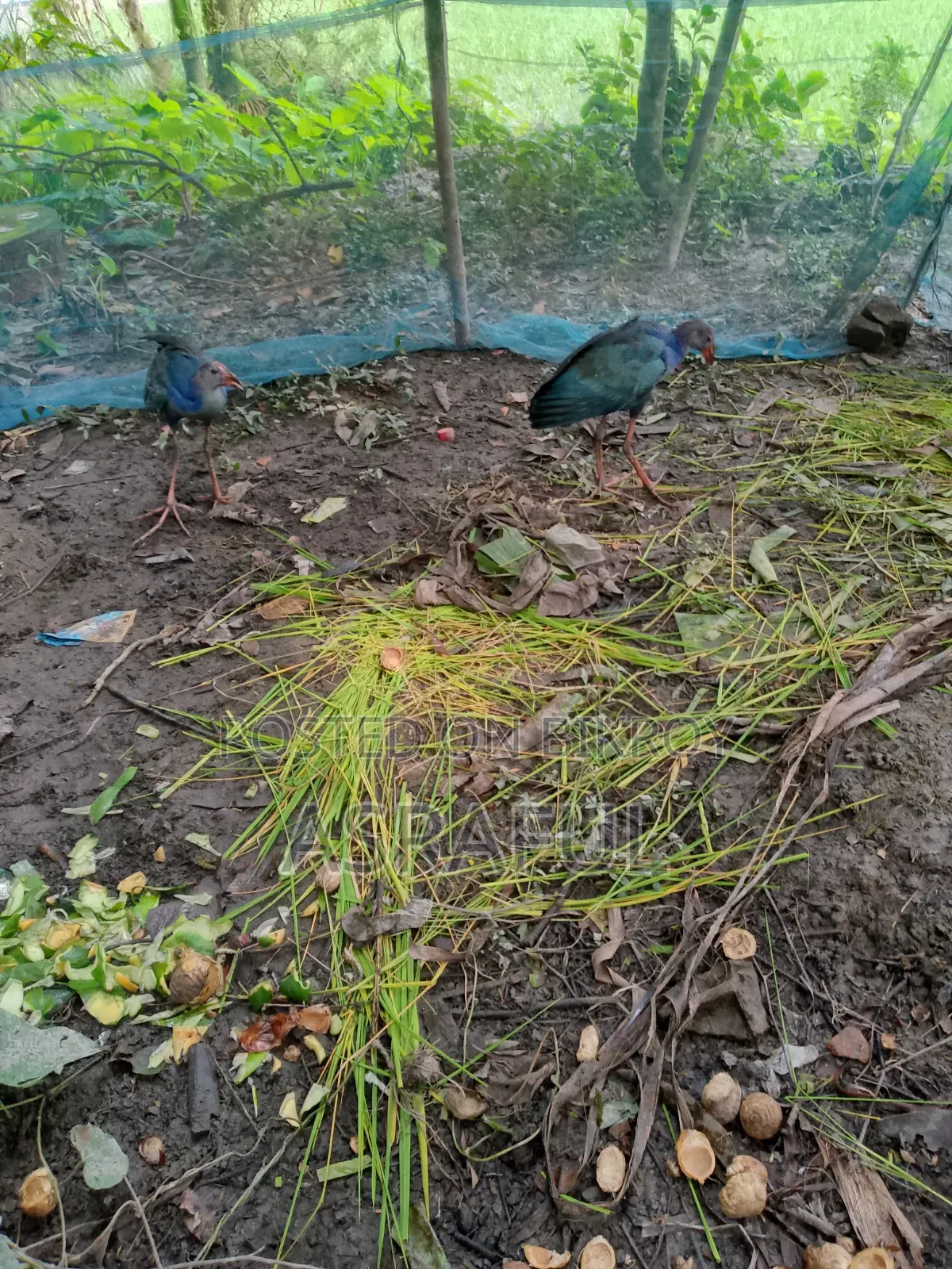পাখি গুলো বিক্রি করা হবে