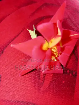 হয় কোয়ালিটি মাল্টিসকেট