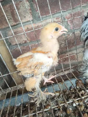 লাইট ব্রাহামা ও বাফ ব্রাহামা