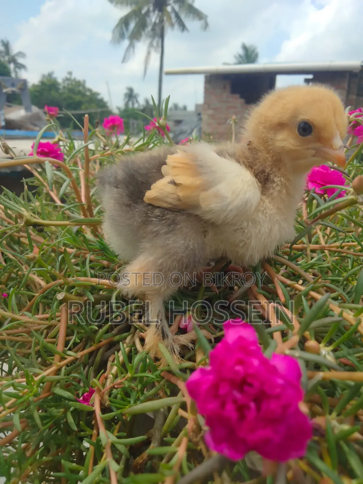 লাইট ব্রাহামা ও বাফ ব্রাহামা