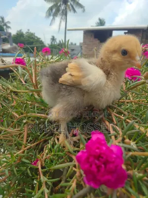 লাইট ব্রাহামা ও বাফ ব্রাহামা