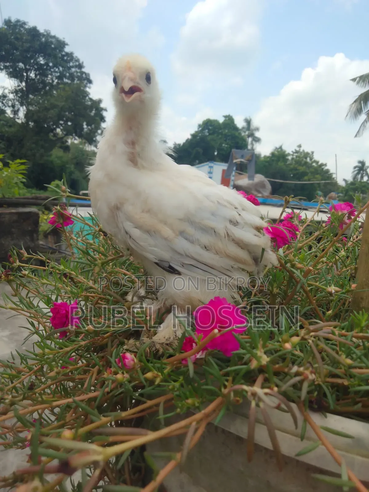 লাইট ব্রাহামা ও বাফ ব্রাহামা